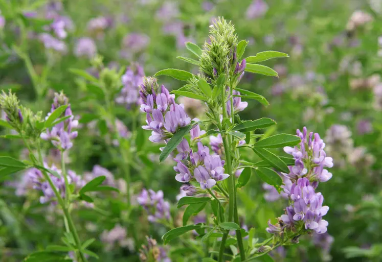 <em class="placeholder">luzerne en fleur</em>