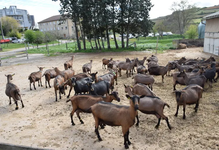 <em class="placeholder">Chèvres à l’AgroBioCampus de Davayé</em>