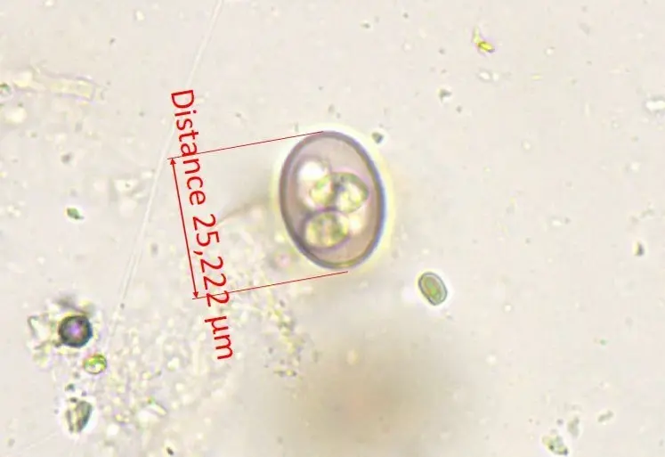 <em class="placeholder">Eimeria caprina</em>