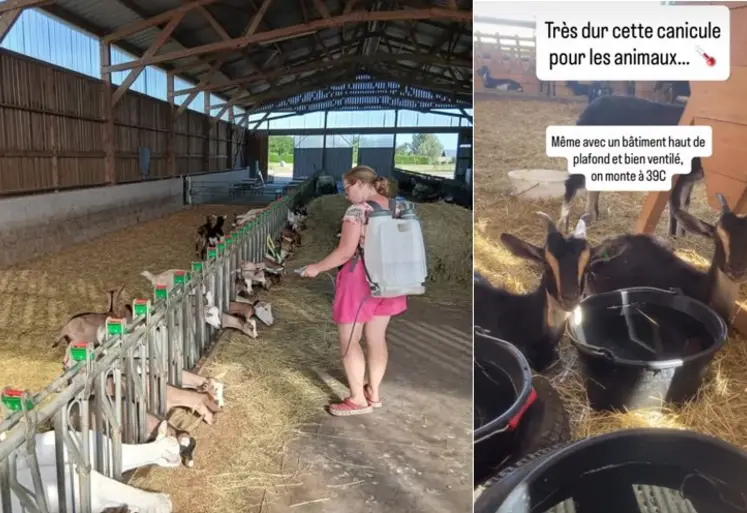 Capture d'écran Facebook et Instagram de chèvreries dans la canicule