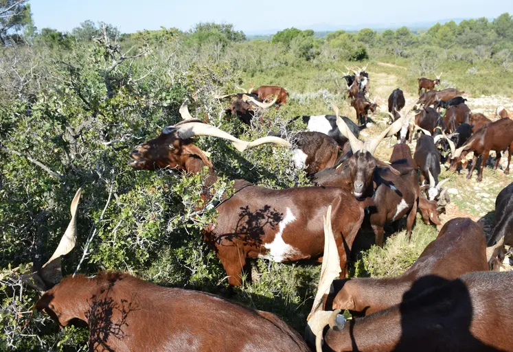 Chèvres du Rove en Paca