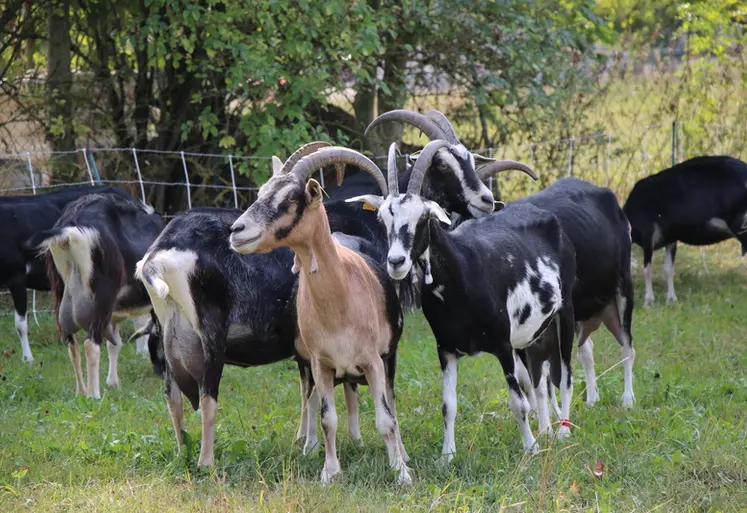 <em class="placeholder">Chèvres de Savoie</em>