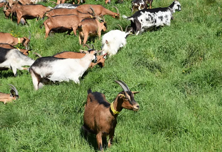 <em class="placeholder">Des chèvres paturent dans l'herbe.</em>