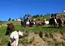 Chèvres Alines et Saanen au pâturage