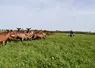 Chèvres alpines au pâturage dans prairie