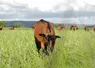 Chèvre alpine au pâturage au Pradel en Ardèche