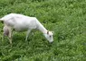Chèvre au pâturage en Lozère