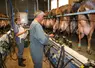 Traite des chèvres et contrôle laitier en Haute-Savoie