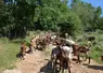Chèvres allant au pâturage