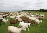 Chèvres bios au pâturage en juin