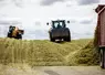 Tassage du silo d'ensilage