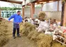 Une personne distribue du foin aux chèvres