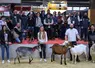 Les élevages caprins récompensés par le prix du trophée Gènes avenir au Salon de l'agriculture 2025
