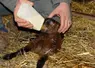 <em class="placeholder">Distribution de colostrum de chèvre à la naissance</em>