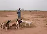 <em class="placeholder">Abdou Salam Tandia au milieu des chèvres en Mauritanie</em>