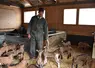 <em class="placeholder">L&#039;éleveur est avec ses chevreaux.</em>