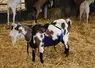 <em class="placeholder">un bouc avec un tablier</em>