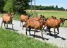 Chèvre alpine sur la route du pâturage