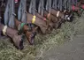 Chèvres alpines en train de manger du fourrage