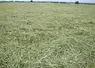 Herbe fauchée en juin 