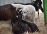 <em class="placeholder">La chienne adulte est avec les chèvres.</em>