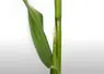 Sortie des panicules du maïs
