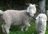 Caprins de race angora