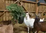 <em class="placeholder">Les chèvres mangent un sapin suspendu dans la chèvrerie.</em>