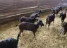 Chèvres poitevines en bâtiment