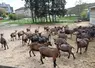 <em class="placeholder">Chèvres à l’AgroBioCampus de Davayé</em>