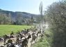 Les chèvres provençales reviennent du pâturage