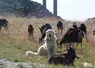 Chien de protection au milieu des chèvres