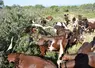 Chèvres du Rove en Paca