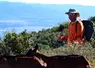 <em class="placeholder">Sébastien Felix, éleveur de chèvres provençales et de brebis bio dans le Vaucluse</em>