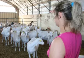 éleveuse observant un troupeau de chèvres.