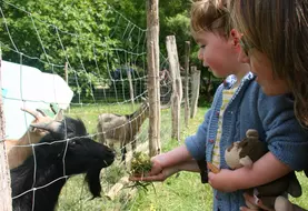 Enfant et chèvre
