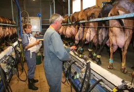 Traite des chèvres et contrôle laitier en Haute-Savoie