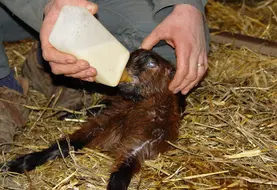 <em class="placeholder">Distribution de colostrum de chèvre à la naissance</em>