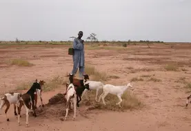 <em class="placeholder">Abdou Salam Tandia au milieu des chèvres en Mauritanie</em>