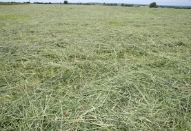 Herbe fauchée en juin 