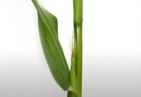 Sortie des panicules du maïs