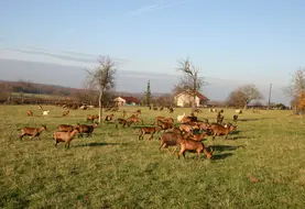 <em class="placeholder">chèvres au pâturage</em>