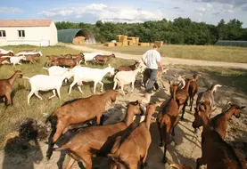 <em class="placeholder">Chèvres au pâturage</em>