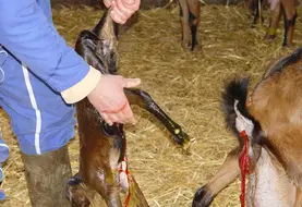 <em class="placeholder">Une chèvre met bas avec l&#039;aide d&#039;un éleveur.</em>