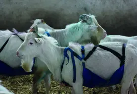Bouc saanen équipé de tablier