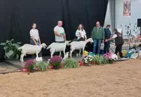 Présentation des saanen lors du Ferme expo 2025 à Tours