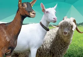 Chèvres alpine, saanen et angora sur le catalogue Capgènes 2026