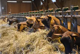 <em class="placeholder">Chèvres alpines à la ta table d'alimentation</em>