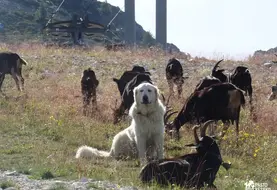Chien de protection au milieu des chèvres