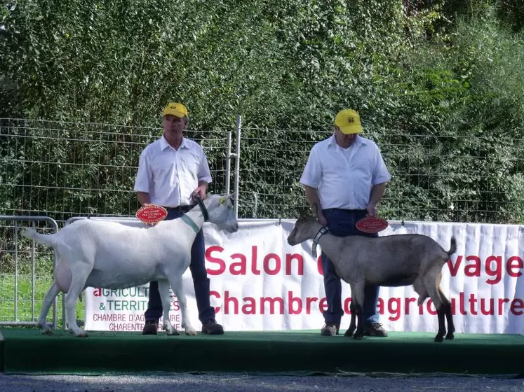 Meilleures laitières saanen et alpine